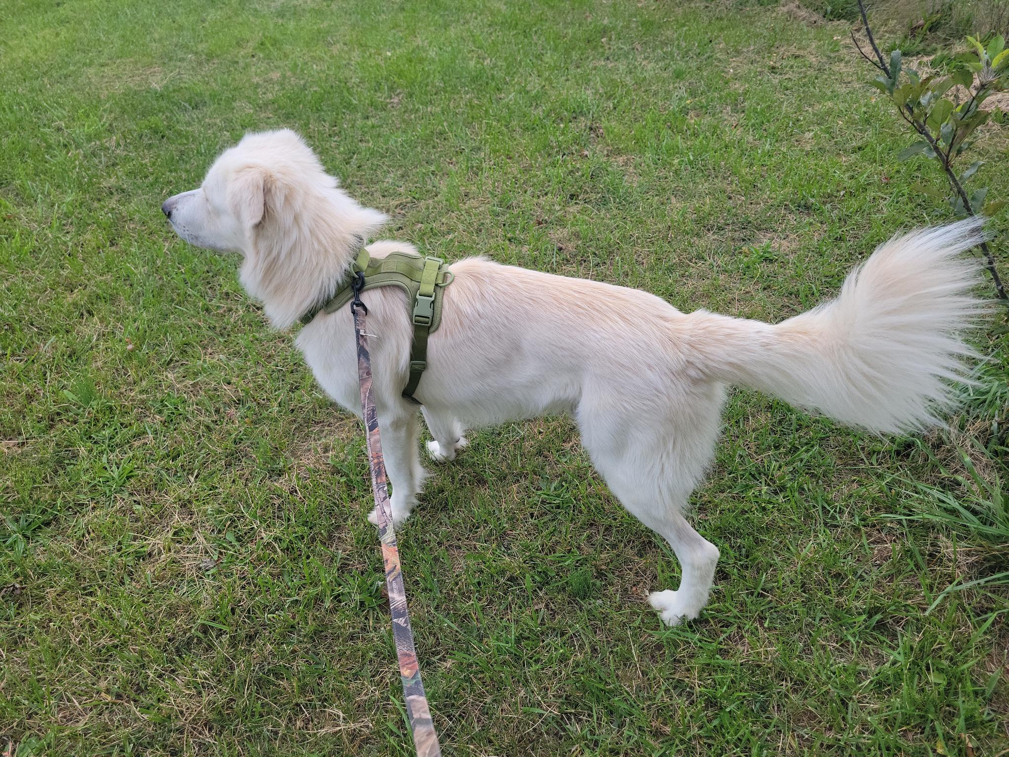 Dog enjoying playtime